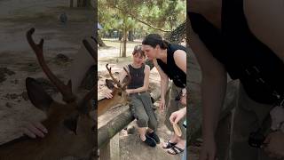 The deer captured the hearts of tourists in a collective moment of wonder  nara deer  japan Asmr [upl. by Alenoel]