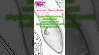 Protozoans  Paramecium  Kingdom Protista  Biological Classification Class 11 Biology education [upl. by Devondra]