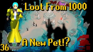 A New Pet Loot From 1000  HCIM Ep 36 📜 [upl. by Allix]