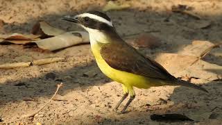 Great kiskadee at Pouso Alegre Lodge in northern Pantanal [upl. by Ofloda]