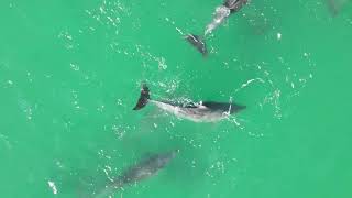 September Dolphins Beautiful creatures hunting is best from 1min 30 secs [upl. by Adlig]