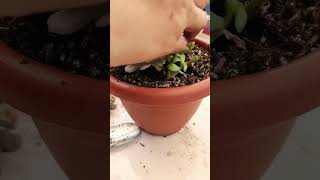 Repotting succulents Succulent plant succulents plants cactus propagation homegarden tips [upl. by Auqenaj]