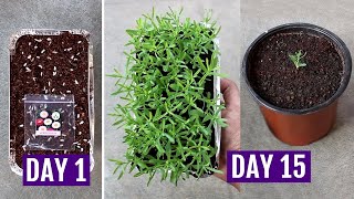 How to Grow Acroclinium Paper Daisy from Seeds Easily [upl. by Pimbley]