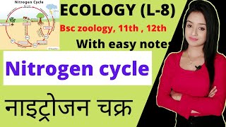 Ecology L8 Nitrogen cycle in hindi lion batch bsc zoology bsc 3rd year zoology knowledge adda [upl. by Lusty]