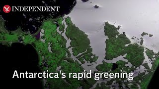 Satellite images show Antarctica is turning ‘green’ faster than previously thought [upl. by Aihsetal555]