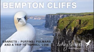 Discover the Spectacular Wildlife of Bempton Cliffs [upl. by Alset94]