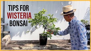 How to Manage a Wisteria Bonsai [upl. by Farrison]