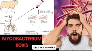 mycobacterium microbiology lecture mycobacterium bovis Easy Microbiology [upl. by Lema267]