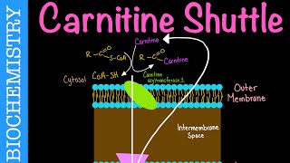 Carnitine Shuttle  Biochemistry [upl. by Alocin]