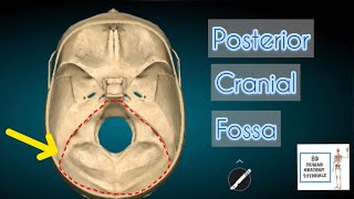 Posterior Cranial Fossa I Human Anatomy Tutorial [upl. by Alcine420]