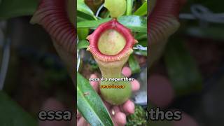 Olha só que linda essa ventricosa plantascarnivoras plantacarnivora [upl. by Ndnarb]