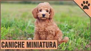 Miniatura Caniche Miniature Poodle Información De Raza De Perro  Perros Mundo [upl. by Ettigdirb]