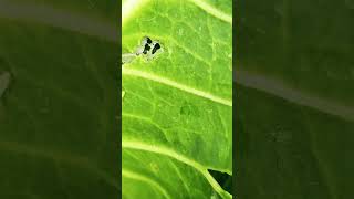 Larvae feed the leaves exploreinsectworld insects [upl. by Yvaht]