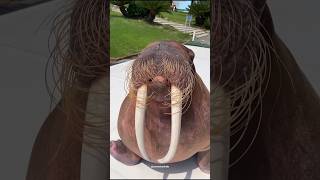 facts about walruses  fun facts about walruses walrus shorts [upl. by Merritt]