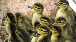 Ducklings Hatched May 15 amp 16 2017 [upl. by Dedric]