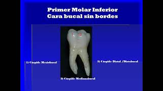 Primer Molar Inferior [upl. by Lorri]