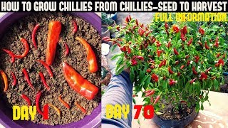 How To Grow Chillies At Home100 chillies per plantSeed To Harvest [upl. by Einnad]