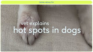 How To Treat Hot Spots On Your Dog [upl. by Tammara]