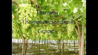 Planting Thompson Seedless Grapes [upl. by Jensen447]