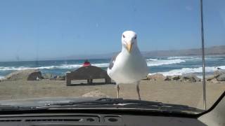 Seagull laughing [upl. by Uzzia633]