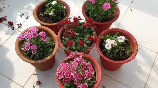 Dianthus Care Tips  How to Grow and Care Dianthus Plant  Fun Gardening [upl. by Demahum]