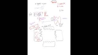 Thyroid Hormone Regulation and synthesis [upl. by Fennessy633]