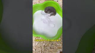 Hamsters take a bath in sand Cute pets Hamster bath sand Beginners raising hamsters [upl. by Jerol]