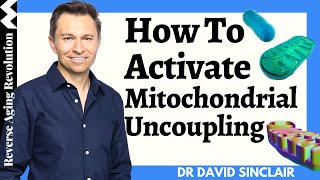 Mitochondrial Uncoupling  The Secret Behind Healthy Aging  Dr David Sinclair Interview Clips [upl. by Norihs]