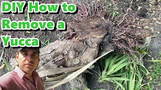 How to Remove a Yucca DIY [upl. by Auqenahc476]