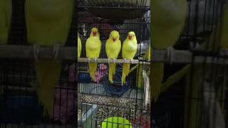 Yellow ringneck parrot self chicks [upl. by Irama]