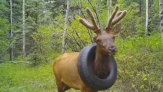 Elk Freed From Tire Stuck Around Its Neck for Years [upl. by Berthold]