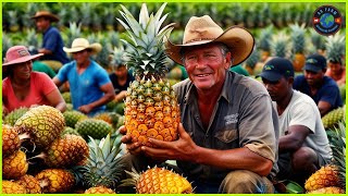 Pineapple Farm  How do American farmers grow and harvest millions of tons of pineapples each year [upl. by Cynde]