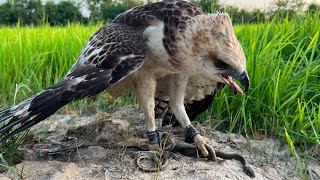 Hawk Eagle Hunting and eating Snacks [upl. by Jadda]