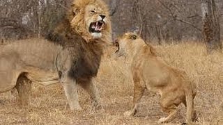 Brutal fight How male lion attack female lion will shock you [upl. by Thebazile]