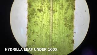 HYDRILLA LEAF UNDER MICROSCOPE [upl. by Nereil22]