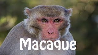 How To Pronounce Macaque [upl. by Huesman968]