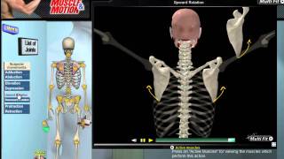 How Scapular Movement Works 3D Anatomy amp Diagrams [upl. by Pearman]