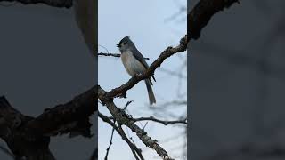 Tufted Titmouse  Peter Peter Peter Call [upl. by Rowena75]