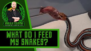 What Do I Feed My Oregonspotted and San Francisco Garter Snakes Thamnophis [upl. by Meyeroff47]