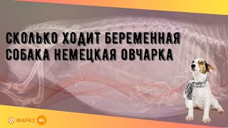 Сколько ходит беременная собака немецкая овчарка [upl. by Argella]