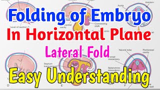 Folding of embryo in horizontal plane  Lateral Folding of embryo easy Understanding [upl. by Paapanen]