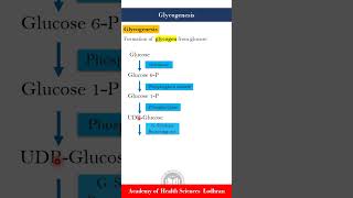 Glycogenesis formation of glycogen from glucose [upl. by Anahsak695]