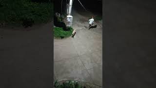 dog doglover love comedy dogcomedy viralvideo viralshorts hindi vlog [upl. by Ycnalc]