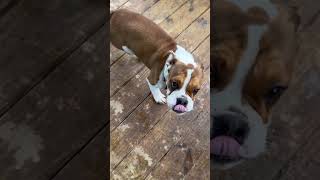 There’s MUD everywhere follow puppy dog viralvideo reels fyp [upl. by Ihcekn]