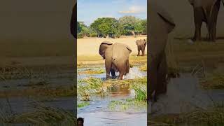 elephant animals kruger safari krugernationalpark wildlife greaterkruger africa africanleop [upl. by Kirimia]