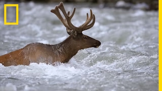 Take an Epic Journey With the Elk of Yellowstone  Short Film Showcase [upl. by Gannie587]