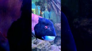 🐟The most beautiful fish Ive seen in aquariums shorts [upl. by Bunder]