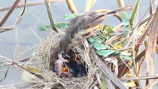 Feeding Frenzy The Fascinating Process of a Baby Birds Growth in the Nest [upl. by Jerrome807]