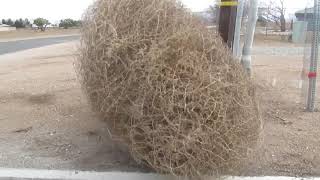 tumbling tumbleweed [upl. by Neirb]