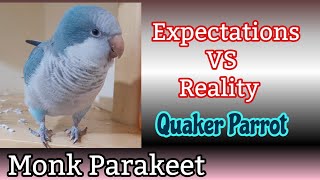 Quaker Parrot Talking  Expectations Vs Reality  Speaking Monk Parakeet [upl. by Nonnahsed]